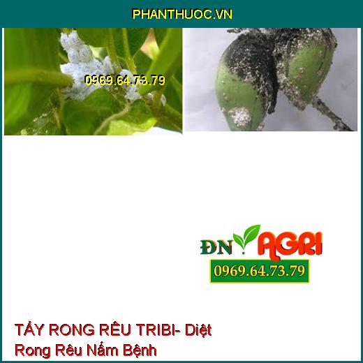 TẨY RONG RÊU TRIBI- Diệt Rong Rêu Nấm Bệnh