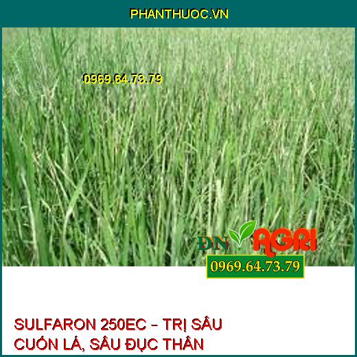 SULFARON 250EC – TRỊ SÂU CUỐN LÁ, SÂU ĐỤC THÂN