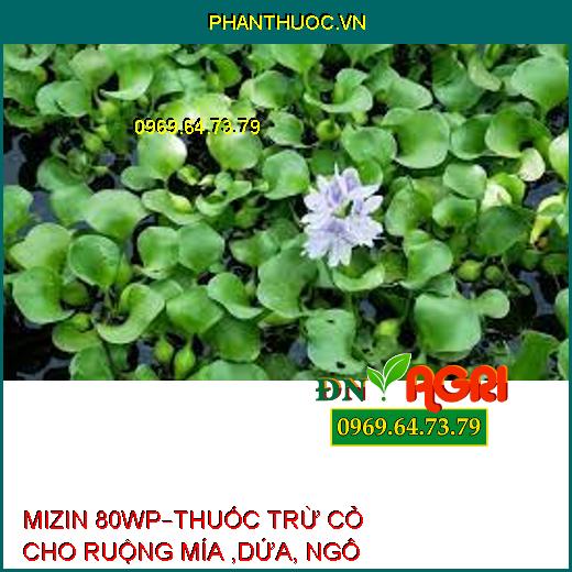 MIZIN 80WP–THUỐC TRỪ CỎ CHO RUỘNG MÍA ,DỨA, NGÔ