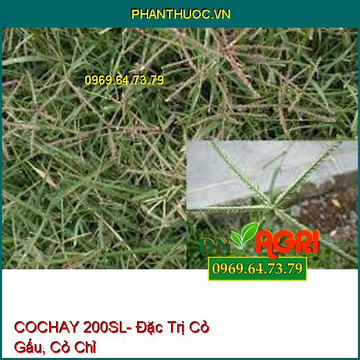 COCHAY 200SL- Đặc Trị Cỏ Gấu, Cỏ Chỉ