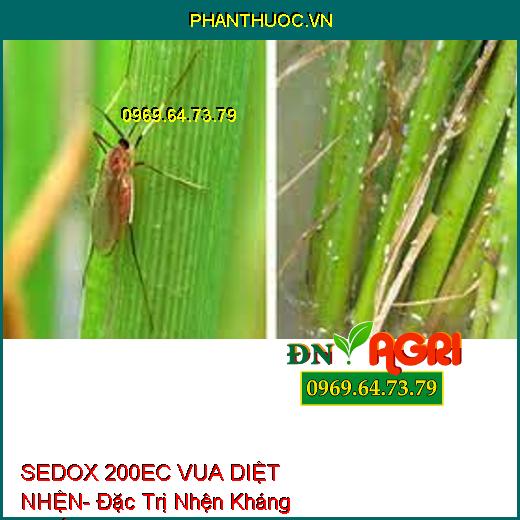 (SEDOX 200EC VUA DIỆT NHỆN- Đặc Trị Nhện Kháng Thuốc