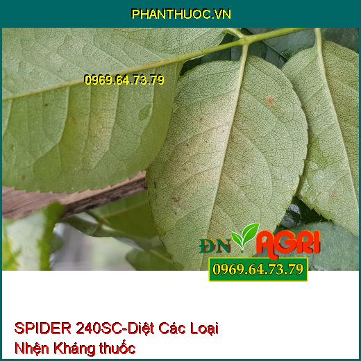 SPIDER 240SC-Diệt Các Loại Nhện Kháng thuốc