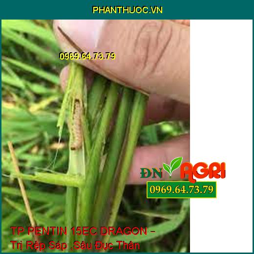 TP PENTIN 15EC DRAGON – Trị Rệp Sáp ,Sâu Đục Thân