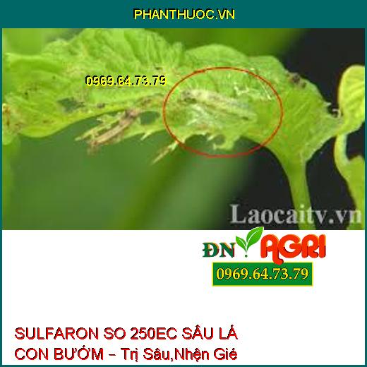 SULFARON SO 250EC SÂU LÁ CON BƯỚM – Trị Sâu,Nhện Gié