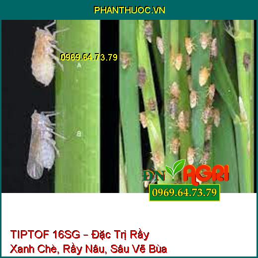 TIPTOF 16SG – Đặc Trị Rầy Xanh Chè, Rầy Nâu, Sâu Vẽ Bùa