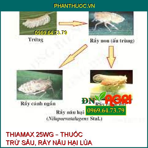 THIAMAX 25WG – THUỐC TRỪ SÂU, RẦY NÂU HẠI LÚA