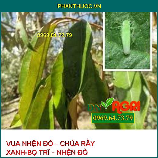 VUA NHỆN ĐỎ – CHÚA RẦY XANH-BỌ TRĨ – NHỆN ĐỎ