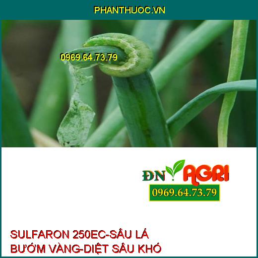 SULFARON 250EC-SÂU LÁ BƯỚM VÀNG-DIỆT SÂU KHÓ TRỊ