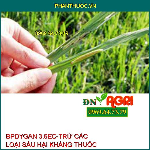 BPDYGAN 3.6EC-TRỪ CÁC LOẠI SÂU HẠI KHÁNG THUỐC