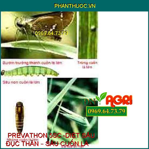  PREVATHON 5SC -DIỆT SÂU ĐỤC THÂN – SÂU CUỐN 