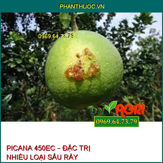 PICANA 450EC – ĐẶC TRỊ NHIỀU LOẠI SÂU RẦY