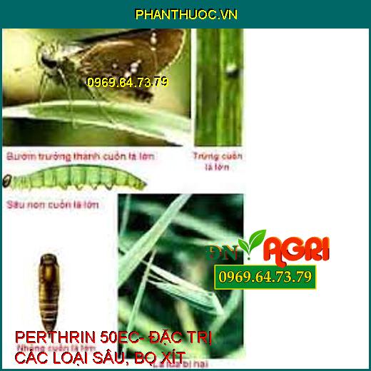 PERTHRIN 50EC- ĐẶC TRỊ CÁC LOẠI SÂU, BỌ XÍT