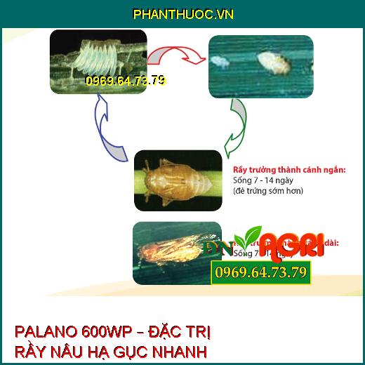 PALANO 600WP – ĐẶC TRỊ RẦY NÂU HẠ GỤC NHANH