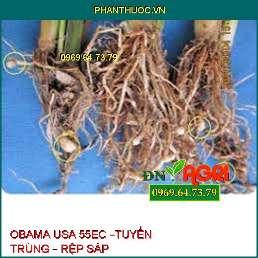 OBAMA USA 55EC –TUYẾN TRÙNG – RỆP SÁP 