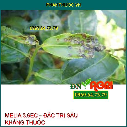 MELIA 3.6EC – ĐẶC TRỊ SÂU KHÁNG THUỐC