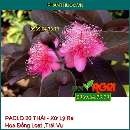 PACLO 20 THÁI - Xử Lý Ra Hoa Đồng Loạt ,Trái Vụ