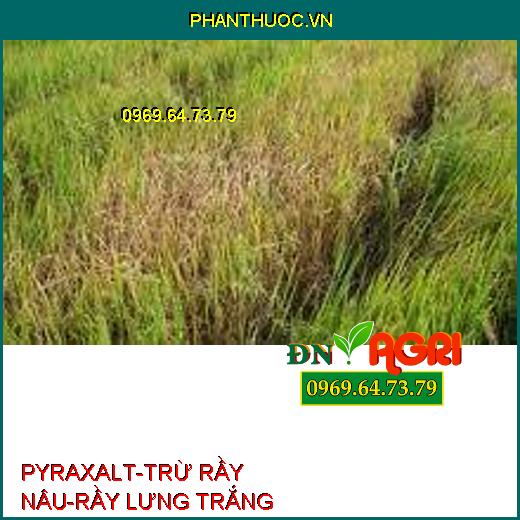 PYRAXALT-TRỪ RẦY NÂU-RẦY LƯNG TRẮNG