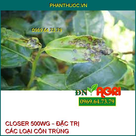 CLOSER 500WG – ĐẶC TRỊ CÁC LOẠI CÔN TRÙNG