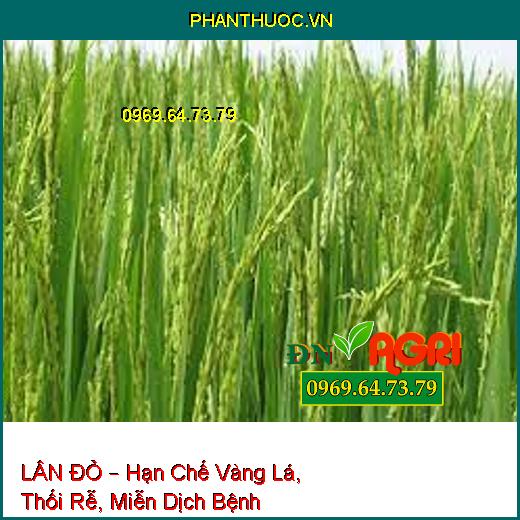 KALI BO S – Dưỡng Xanh Lá Đòng, Vô Gạo