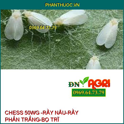 CHESS 50WG -RẦY NÂU-RẦY PHẤN TRẮNG-BỌ TRĨ