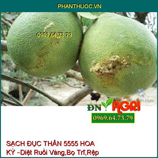 SẠCH ĐỤC THÂN 5555 HOA KỲ –Diệt Ruồi Vàng,Bọ Trĩ,Rệp cờ