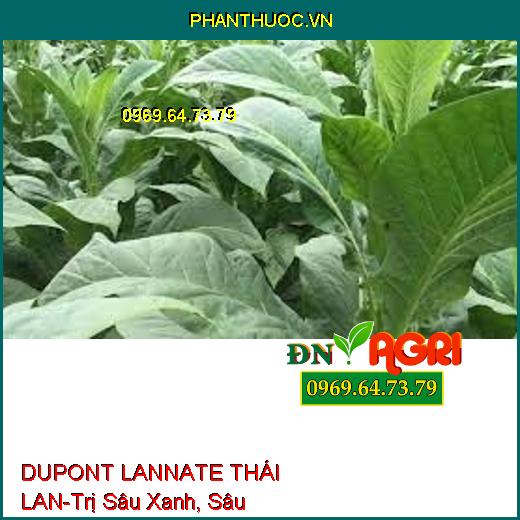 DUPONT LANNATE THÁI LAN-Trị Sâu Xanh, Sâu Khoang,Bọ Trĩ