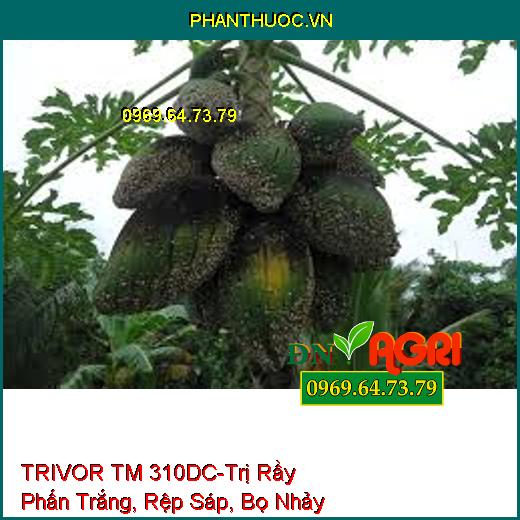 TRIVOR TM 310DC-Trị Rầy Phấn Trắng, Rệp Sáp, Bọ Nhảy