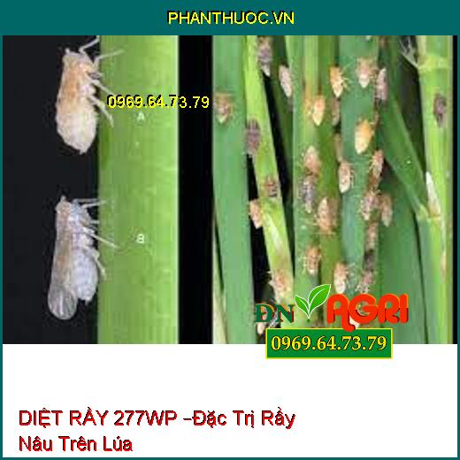 DIỆT RẦY 277WP –Đặc Trị Rầy Nâu Trên Lúa