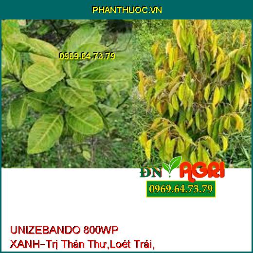 UNIZEBANDO 800WP XANH–Trị Thán Thư,Loét Trái, Sương Mai