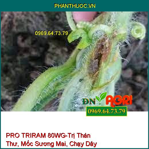 PRO TRIRAM 80WG-Trị Thán Thư, Mốc Sương Mai, Chạy D