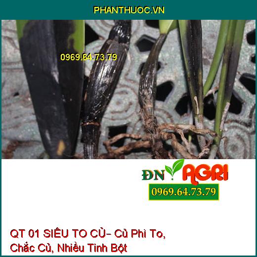 QT 01 SIÊU TO CỦ– Củ Phì To, Chắc Củ, Nhiều Tinh Bột