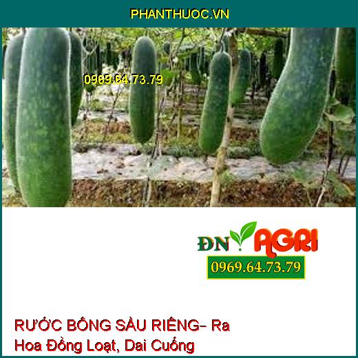 RƯỚC BÔNG SẦU RIÊNG– Ra Hoa Đồng Loạt, Dai Cuống