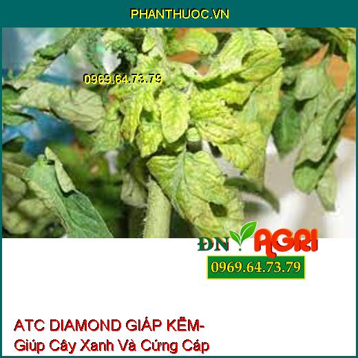 ATC DIAMOND GIÁP KẼM- Giúp Cây Xanh Và Cứng Cáp