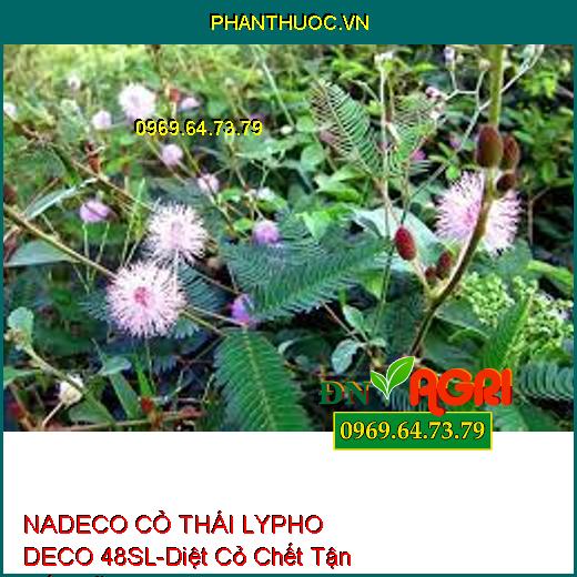 NADECO CỎ THÁI LYPHO DECO 48SL-Diệt Cỏ Chết Tận Gốc Rễ