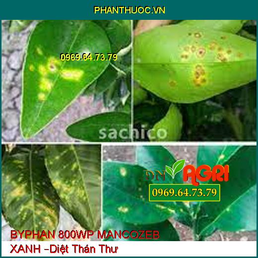 BYPHAN 800WP MANCOZEB XANH –Diệt Phấn Trắng, thán thư