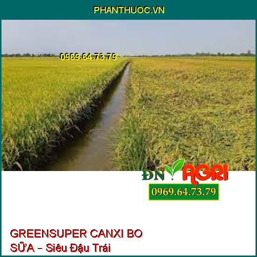 GREENSUPER CANXI BO SỮA – Siêu Đậu Trái