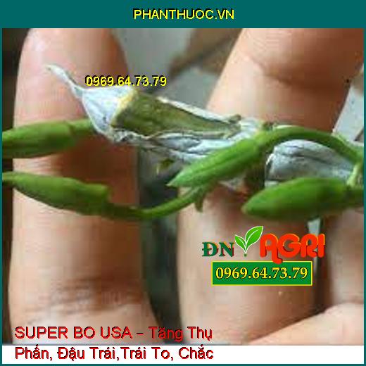 SUPER BO USA – Tăng Thụ Phấn, Đậu Trái,Trái To, Chắc Hạt