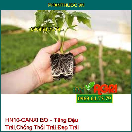 HN10-CANXI BO – Tăng Đậu Trái,Chống Thối Trái,Đẹp Trái