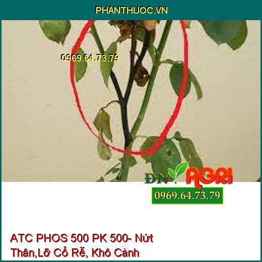 ATC PHOS 500 PK 500- Nứt Thân,Lỡ Cổ Rễ, Khô Cành