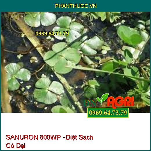 SANURON 800WP –Diệt Sạch Cỏ Dại