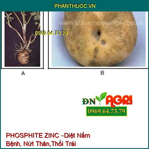 PHOSPHITE ZINC –Diệt Nấm Bệnh, Nứt Thân,Thối Trái