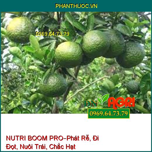 NUTRI BOOM PRO–Phát Rễ, Đi Đọt, Nuôi Trái, Chắc Hạt