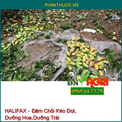 HALIFAX – Đâm Chồi Kéo Đọt, Dưỡng Hoa,Dưỡng Trái