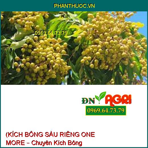 (KÍCH BÔNG SẦU RIÊNG ONE MORE – Chuyên Kích Bông