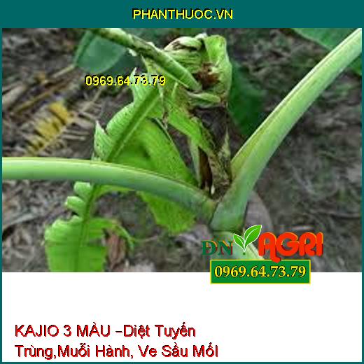 KAJIO 3 MÀU –Diệt Tuyến Trùng,Muỗi Hành, Ve Sầu MốI