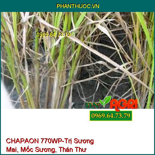 CHAPAON 770WP-Trị Sương Mai, Mốc Sương, Thán Thư