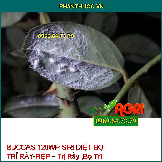 BUCCAS 120WP SF8 DIỆT BỌ TRĨ RẦY-RỆP – Trị Rầy ,Bọ Trĩ