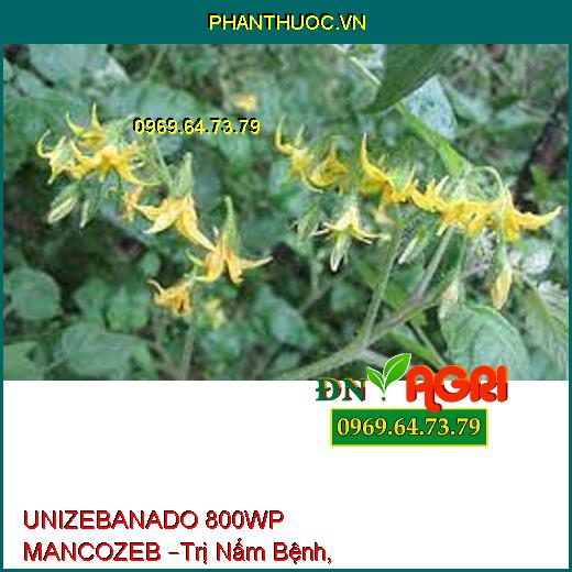 UNIZEBANADO 800WP MANCOZEB –Trị Nấm Bệnh, Sương Mai