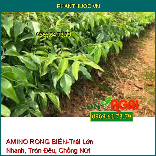 AMINO RONG BIỂN-Trái Lớn Nhanh, Tròn Đều, Chống Nứt Trái