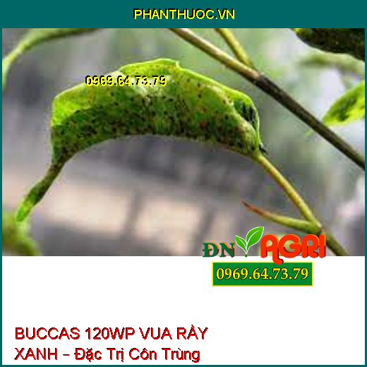 BUCCAS 120WP VUA RẦY XANH – Đặc Trị Côn Trùng Chích Hút